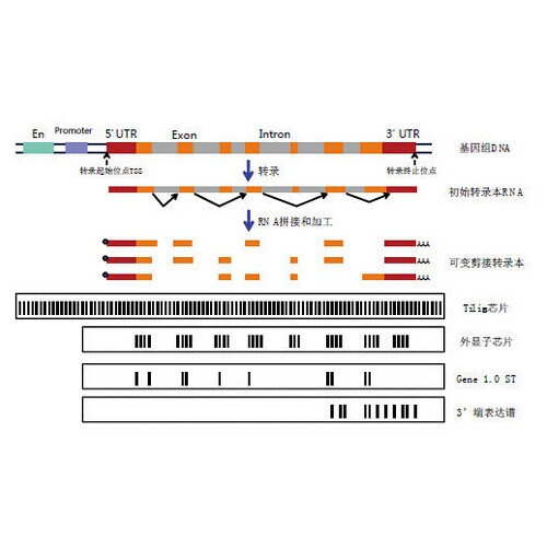 承接实验服务 全基因合成